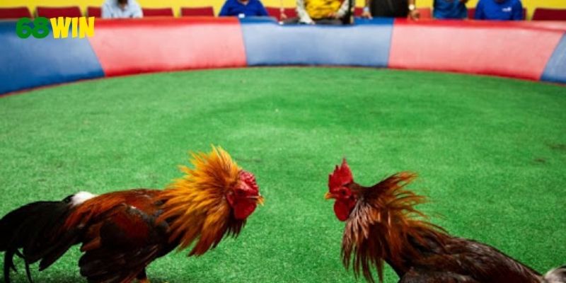 Các yếu tố tạo nên sức hút cho các chiến kê