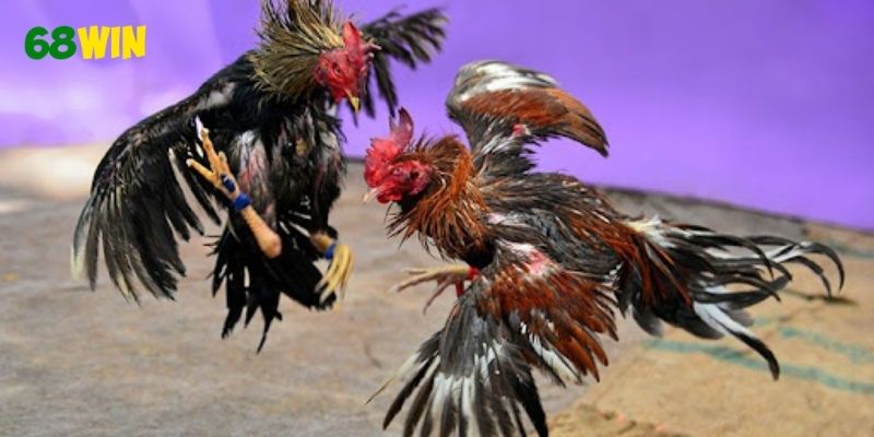 Hiểu rõ luật chơi giúp cược chính xác và giảm rủi ro